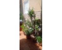 Location longue durée - Appartement - Torrevieja - torrevieja