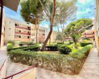 Long time Rental - Apartment - Pilar de la Horadada - Mil Palmeras