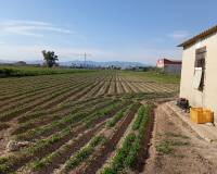 Revente - Finca - Dolores - 03150