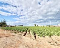 Revente - Finca - San Pedro del Pinatar - Las Beatas