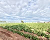 Revente - Finca - San Pedro del Pinatar - Las Beatas