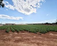 Revente - Finca - San Pedro del Pinatar - Las Beatas