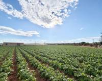 Venta - Finca - San Pedro del Pinatar - Las Beatas